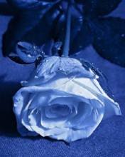 pic for blue rose